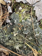 Peltigera polydactylon