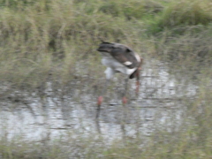 Ephippiorhynchus senegalensis