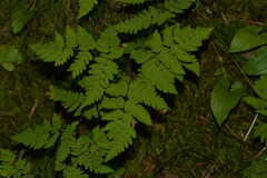 Gymnocarpium