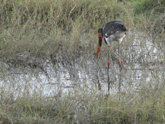 Ephippiorhynchus senegalensis