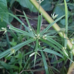 Cyperus luzulae