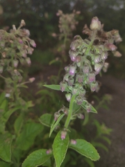 Ocimum campechianum