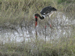 Ephippiorhynchus senegalensis