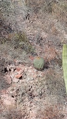 Ferocactus emoryi emoryi