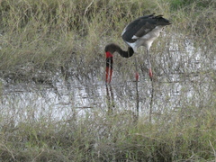 Ephippiorhynchus senegalensis