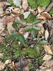 Mycosphaerella colorata