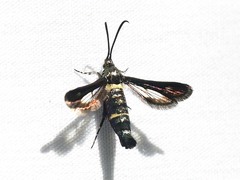 Synanthedon hela