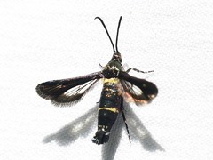 Synanthedon hela