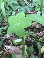 Hydrocotyle quinqueloba