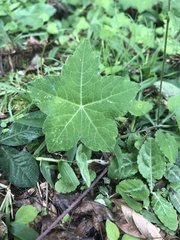 Hydrocotyle quinqueloba