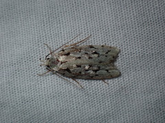 Izatha peroneanella