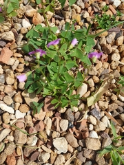 Oxalis