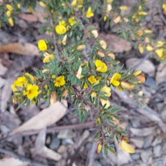 Pultenaea pedunculata