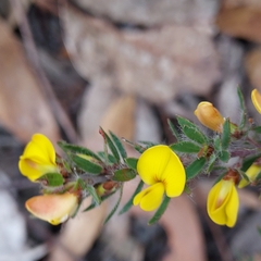 Pultenaea pedunculata