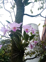 Cattleya trianae