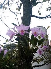 Cattleya trianae