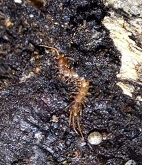 Lithobiomorpha