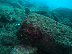 Epinephelus labriformis