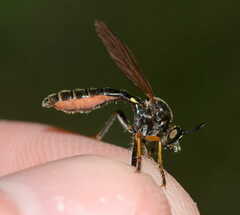 Dioctria rufipes