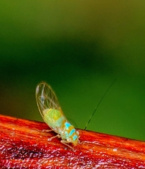 Psyllidae
