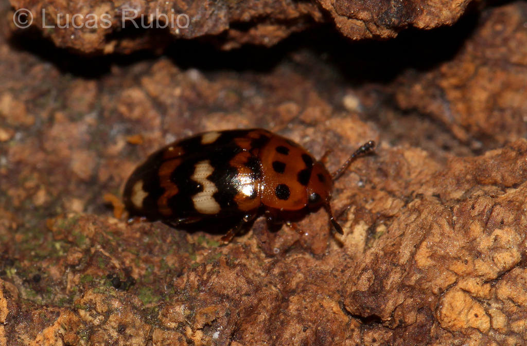 Mycotretus trifasciatus