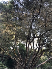 Cupressus