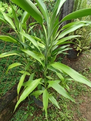 Dracaena sanderiana