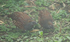 Bambusicola sonorivox