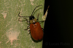 Diabroticina