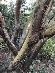 Cupressus