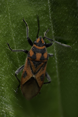 Graptostethus servus