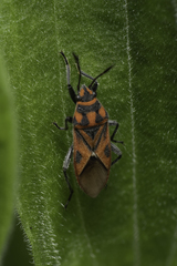 Graptostethus servus