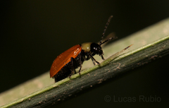Diabroticina