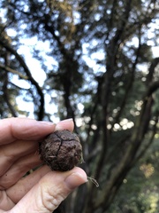 Cupressus