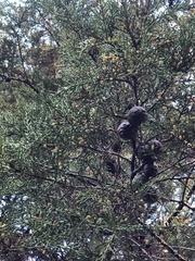 Cupressus