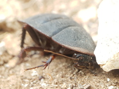 Polyphaga aegyptiaca
