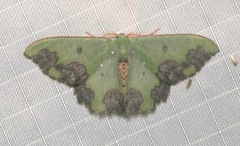 Oospila atroviridis