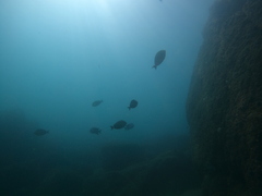 Acanthurus xanthopterus
