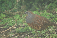 Bambusicola sonorivox