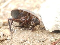 Polyphaga aegyptiaca