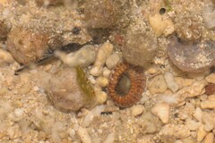 Palythoa mutuki