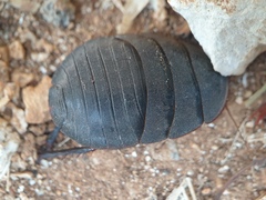 Polyphaga aegyptiaca