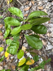 Sideroxylon lanuginosum