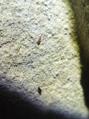 Entomobrya nigrocincta