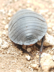 Polyphaga aegyptiaca
