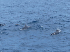 Globicephala macrorhynchus