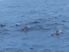 Globicephala macrorhynchus
