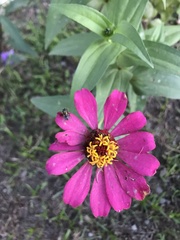 Zinnia