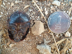 Polyphaga aegyptiaca