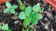 Streptocarpus ionanthus